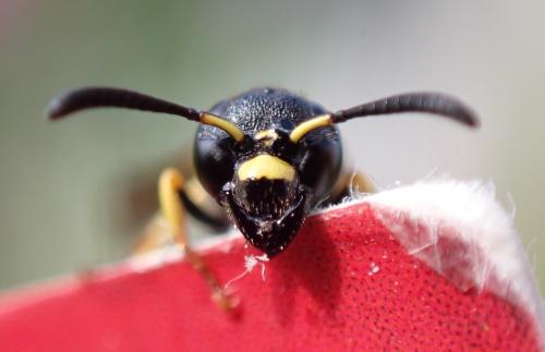 Symmorphus gracilis